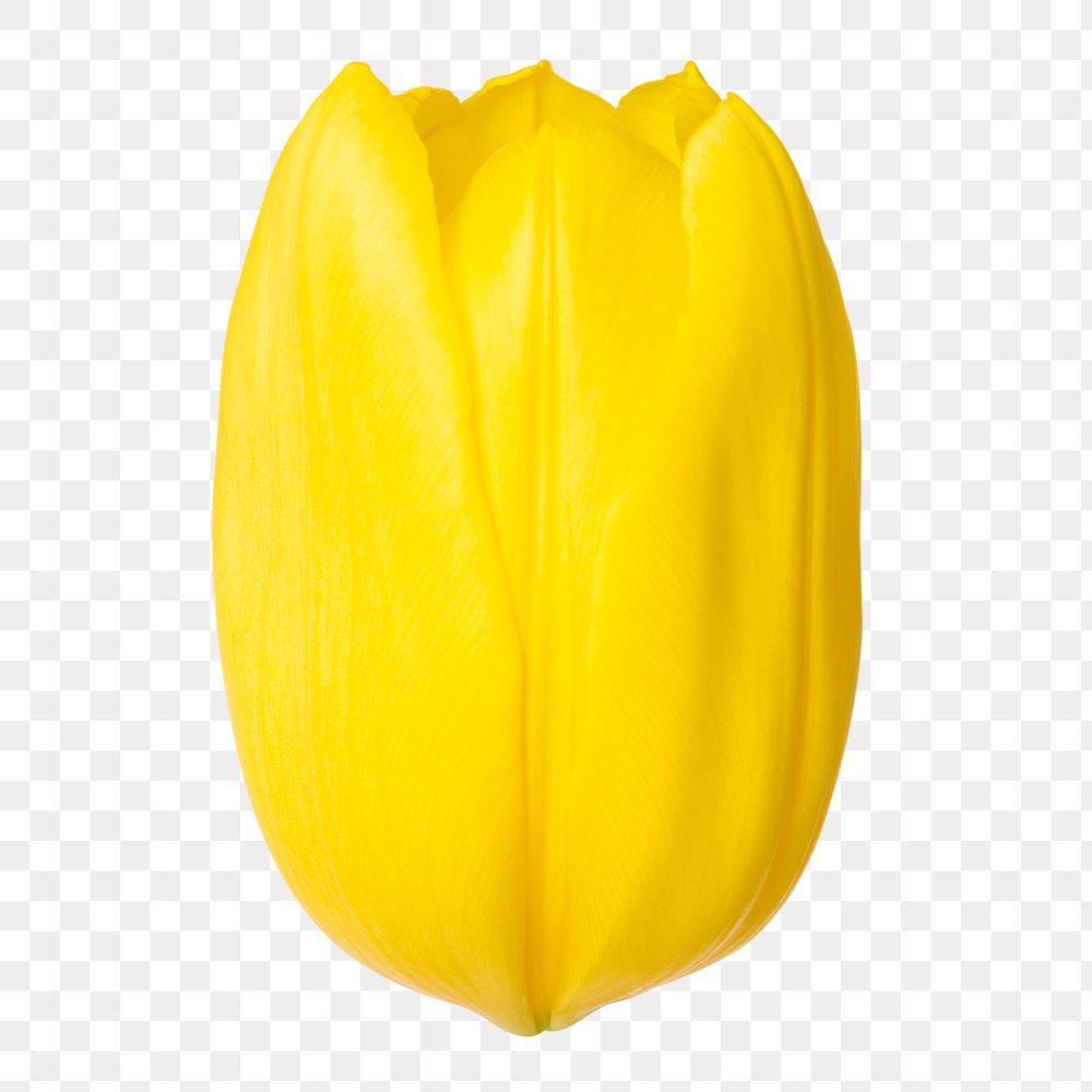 PNG yellow tulip, flower sticker, closeup