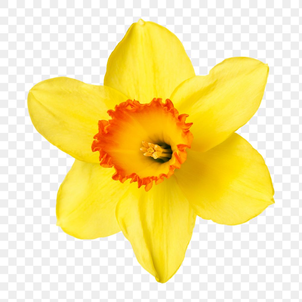 PNG daffodil, yellow flower sticker