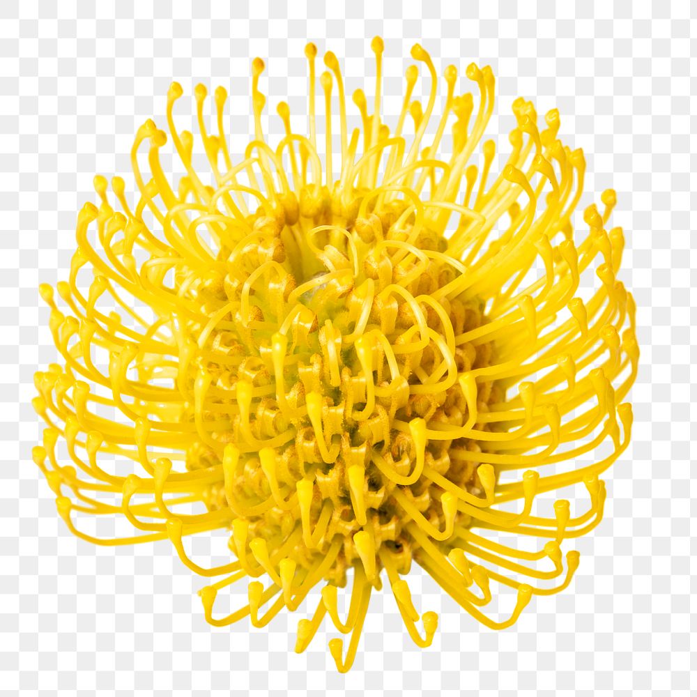 PNG yellow pincushion flower sticker