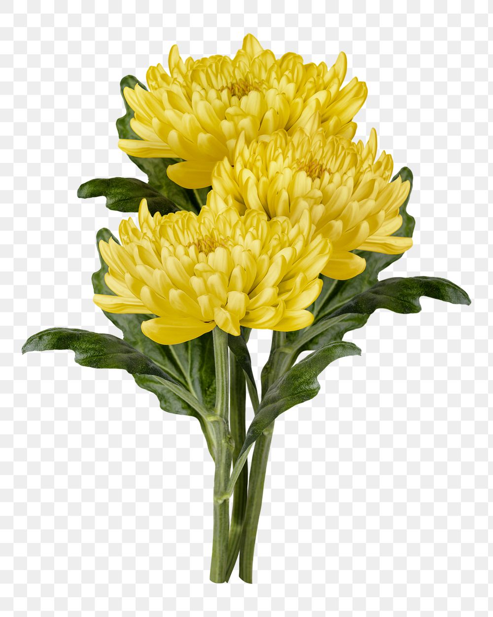 Yellow chrysanthemum png flower sticker
