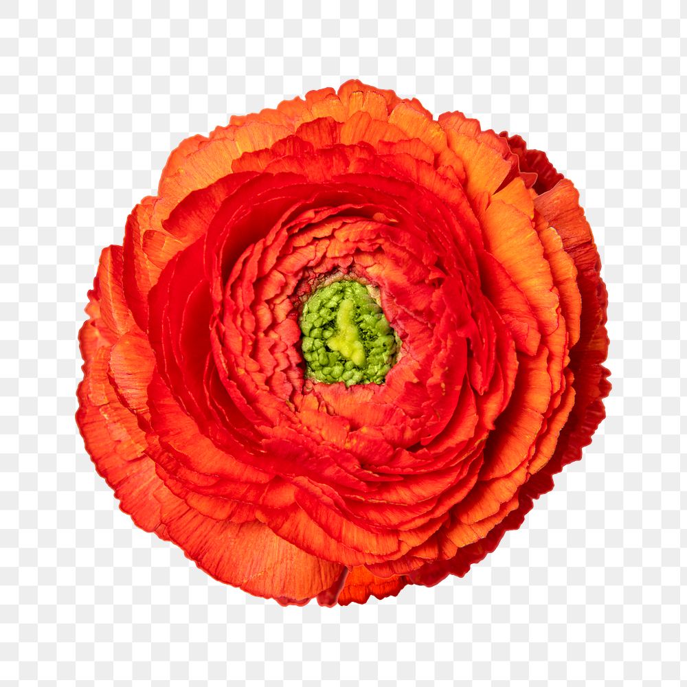 PNG red ranunculus, flower sticker