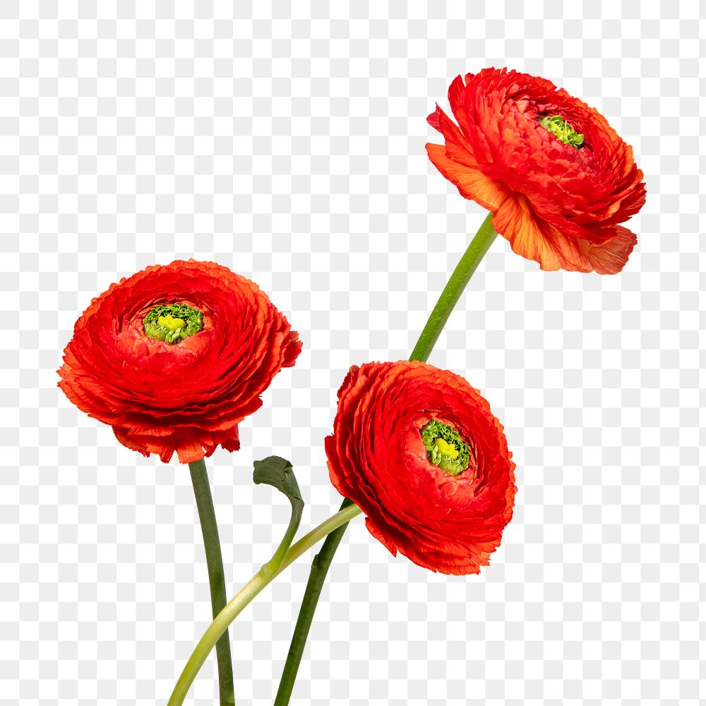 PNG red ranunculus, flower sticker
