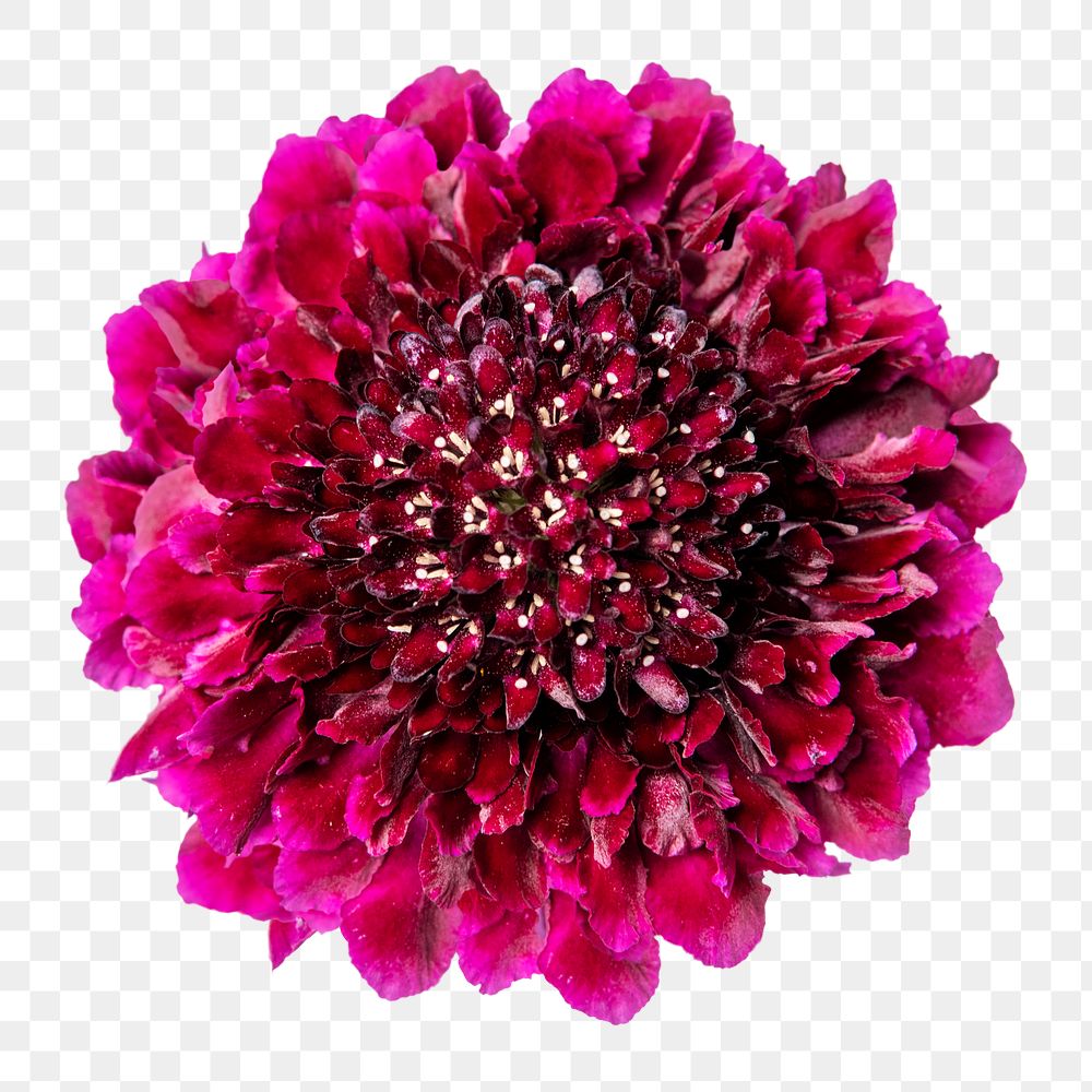 Pink scabiosa png flower sticker