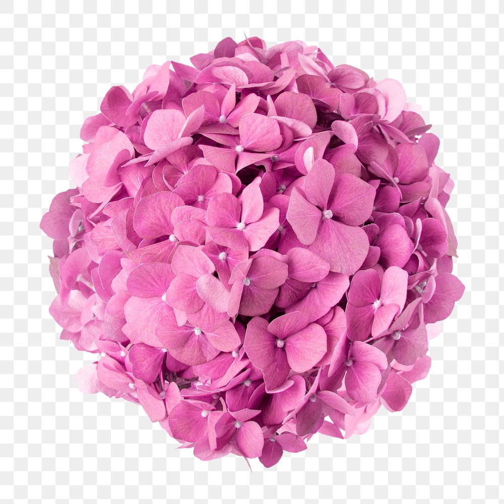 PNG pink hydrangea flower sticker