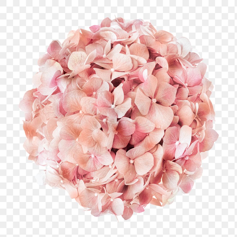 Pink hydrangea png flower sticker