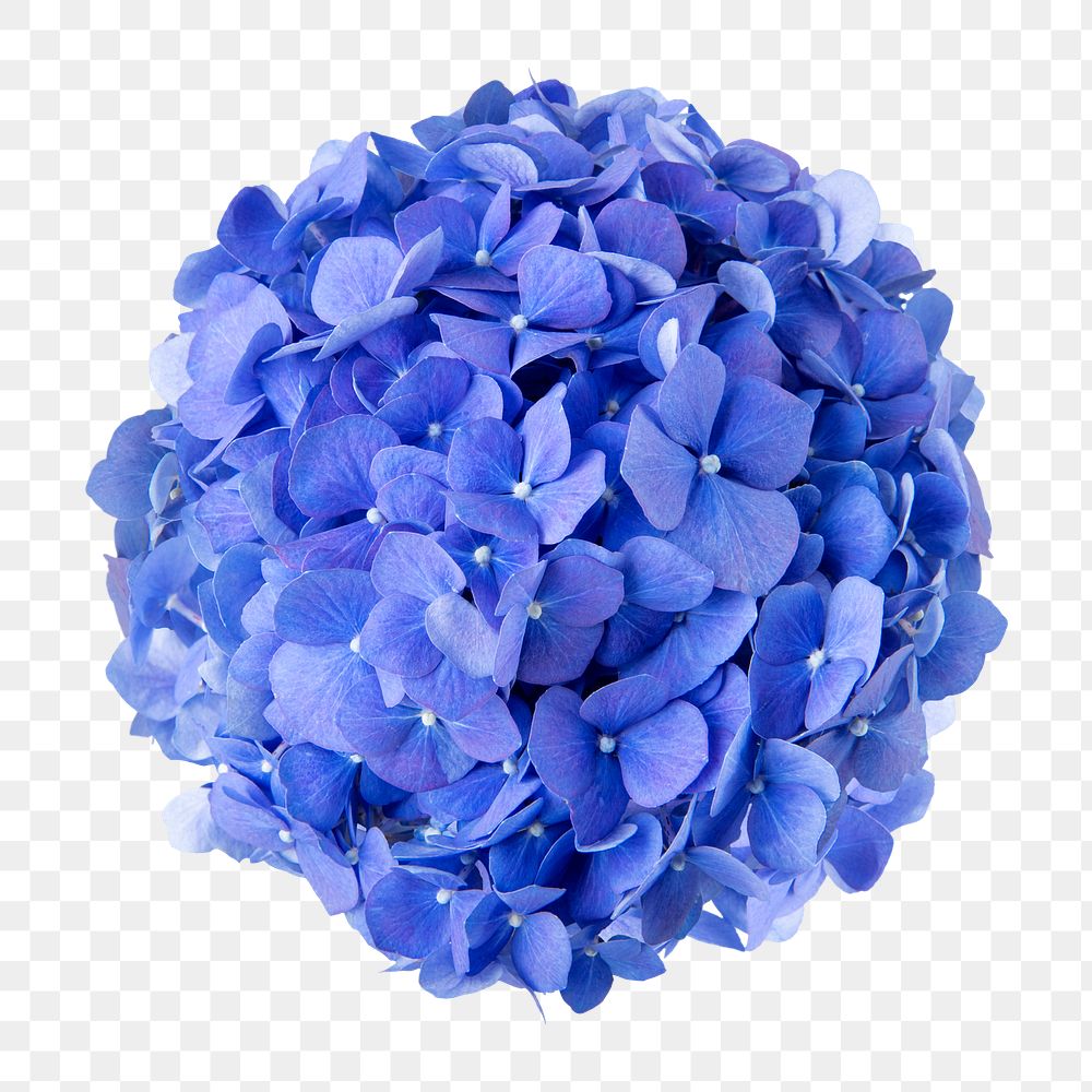 PNG blue hydrangea flower sticker