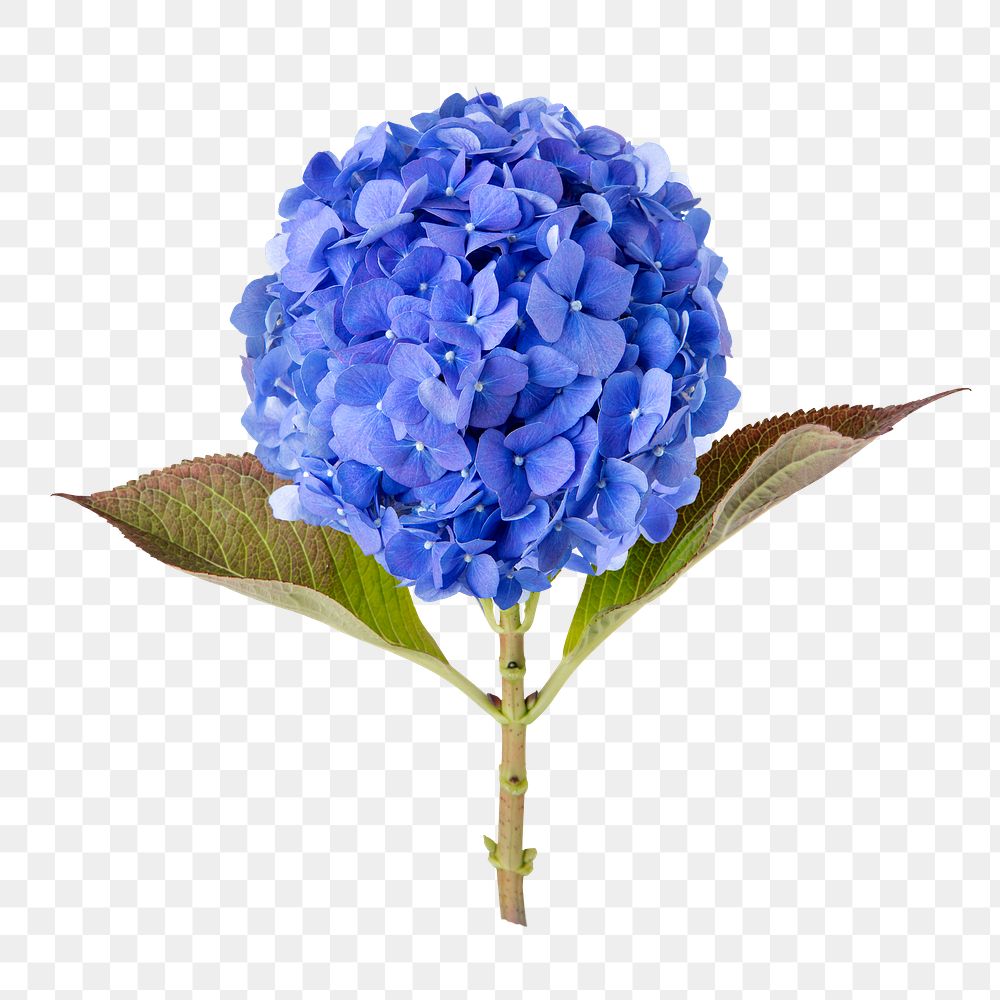 Blue hydrangea png flower sticker