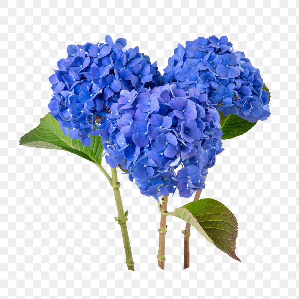 PNG blue hydrangea flower sticker