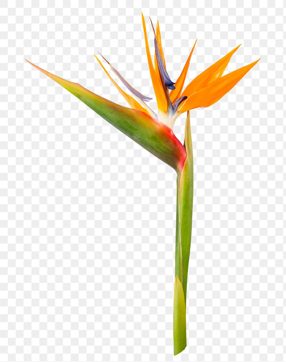 PNG bird of paradise flower sticker