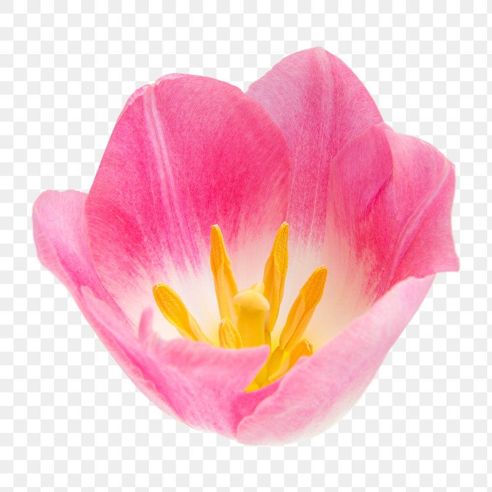 PNG pink tulip, flower sticker