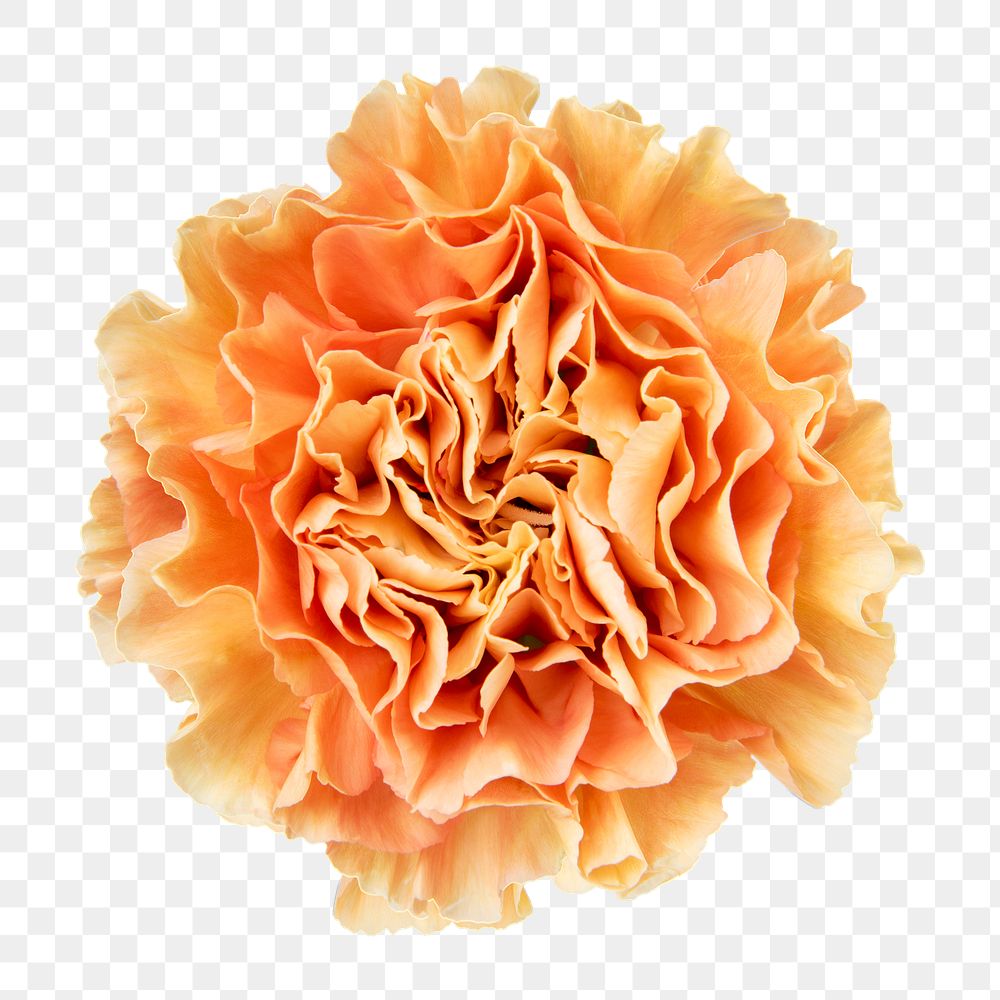 PNG orange carnation flower sticker