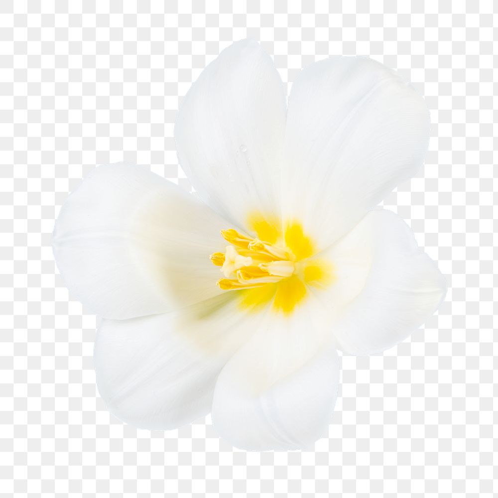 White tulip png, blooming flower sticker