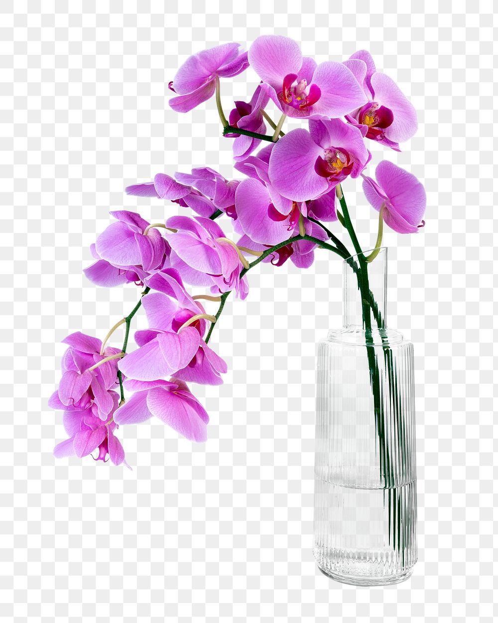 PNG pink orchid in glass vase, isolated object, collage element design
