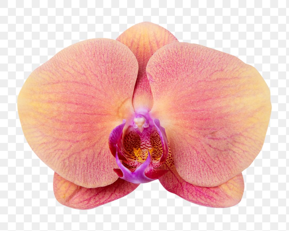 PNG pink orchid flower sticker