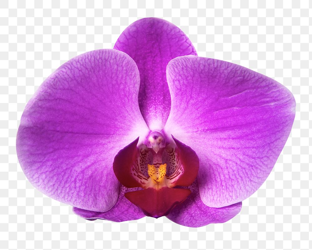 PNG purple orchid flower sticker