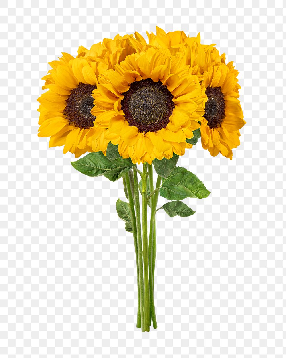 PNG blooming sunflower sticker, transparent background