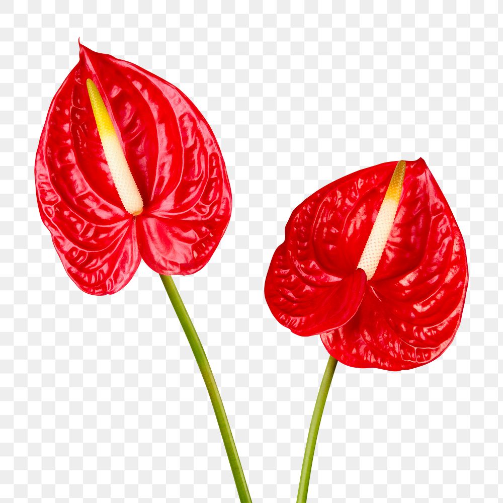 PNG red laceleaf flower sticker