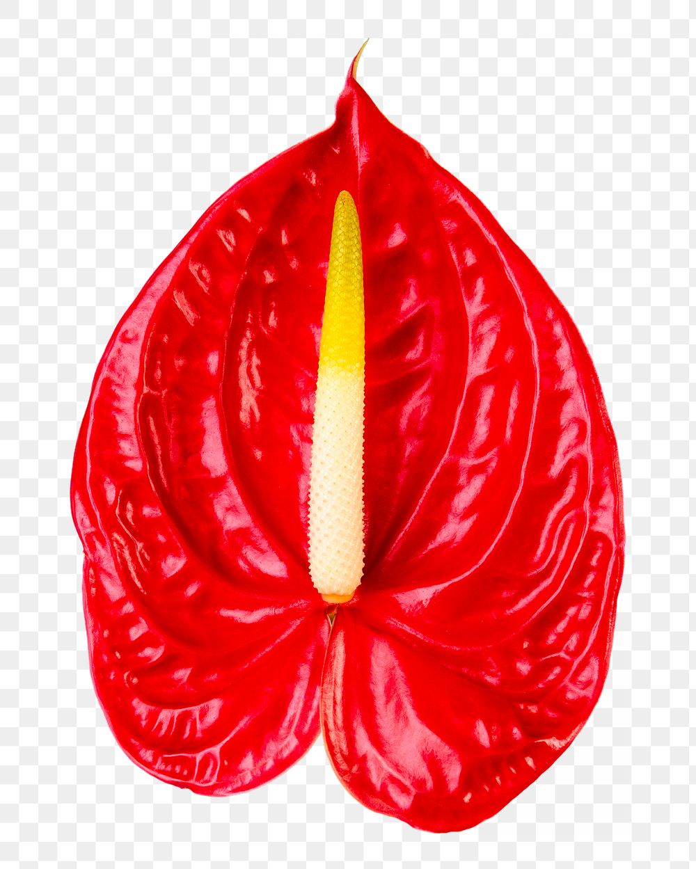 Red anthurium png flower sticker