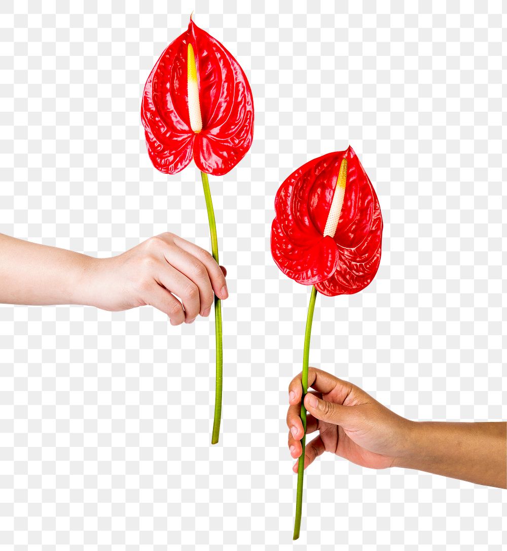 PNG red anthuriums, held by hands, collage element