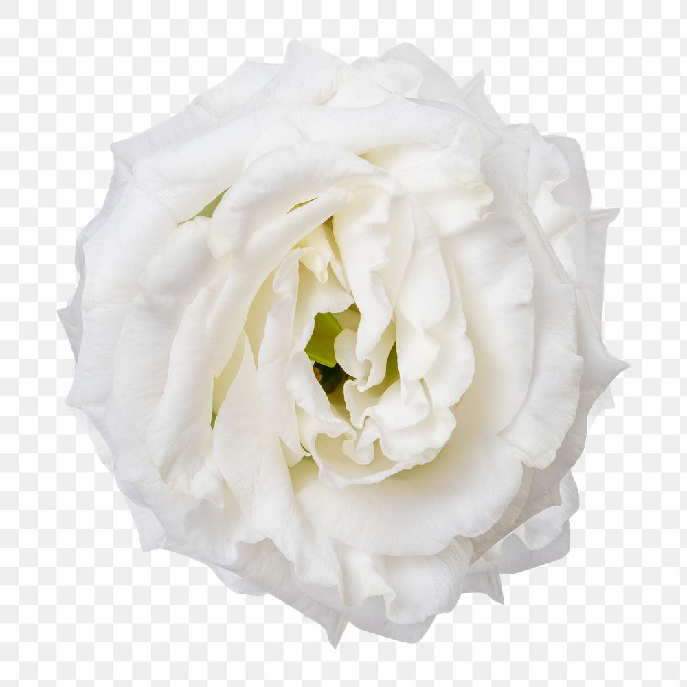White lisianthus png flower sticker