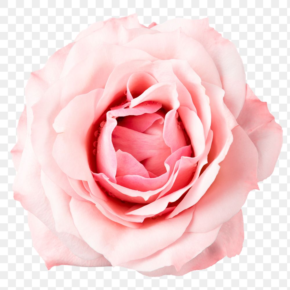 PNG pink rose, flower sticker