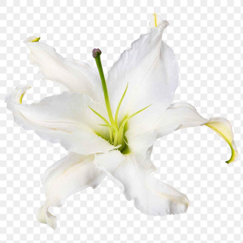 PNG white lily, flower sticker