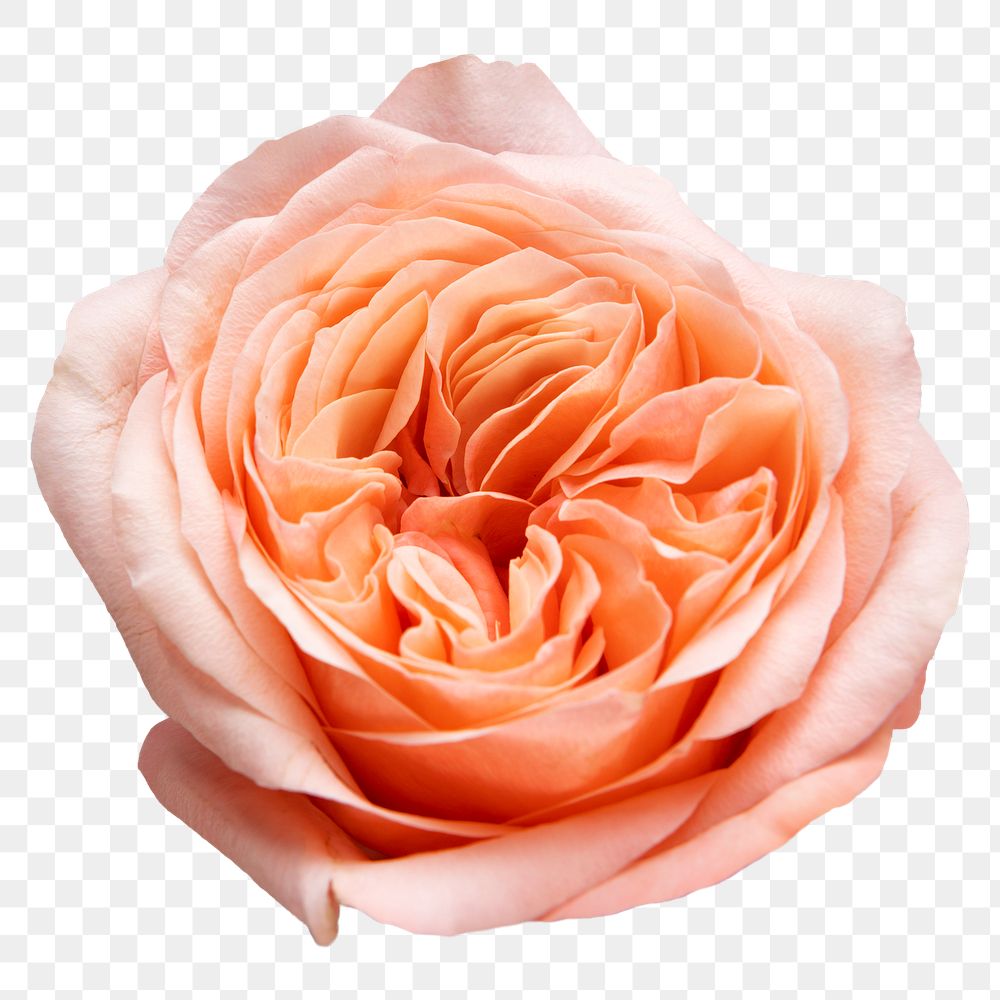 PNG pink cabbage rose, flower sticker