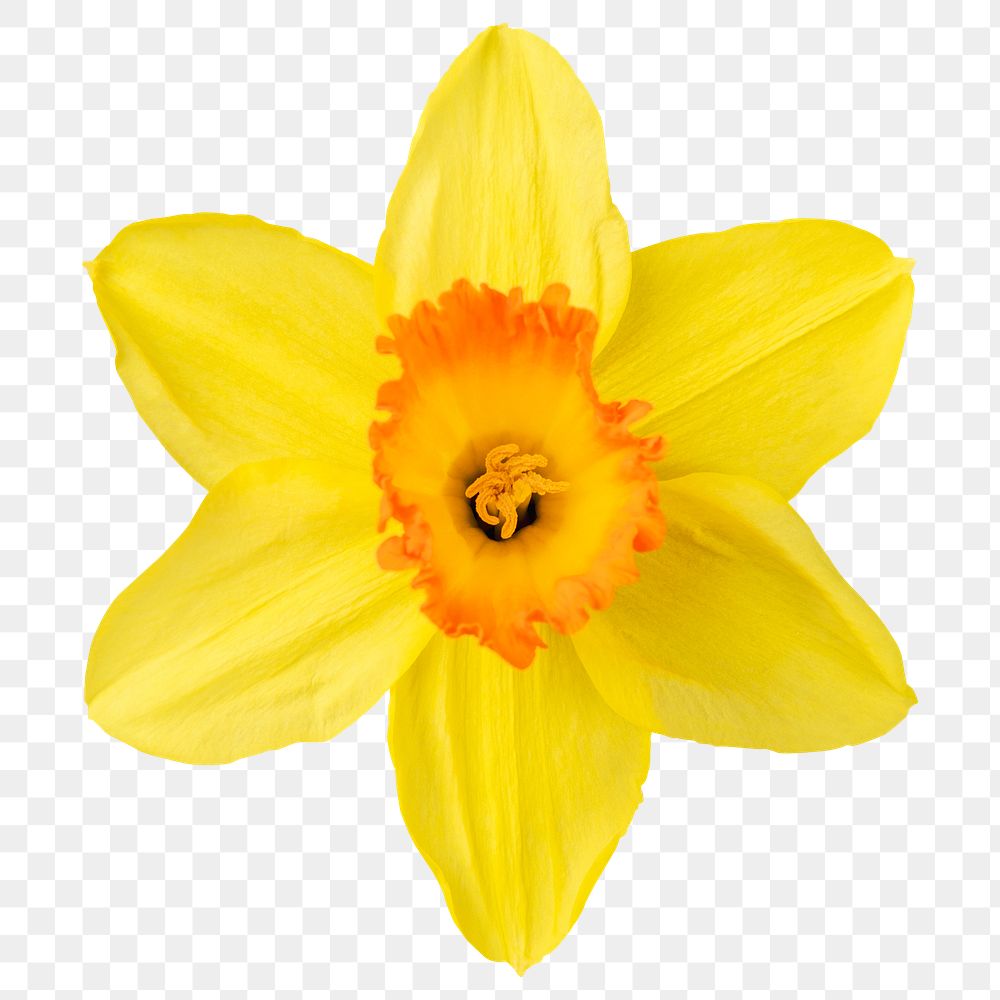 PNG yellow daffodil, flower sticker