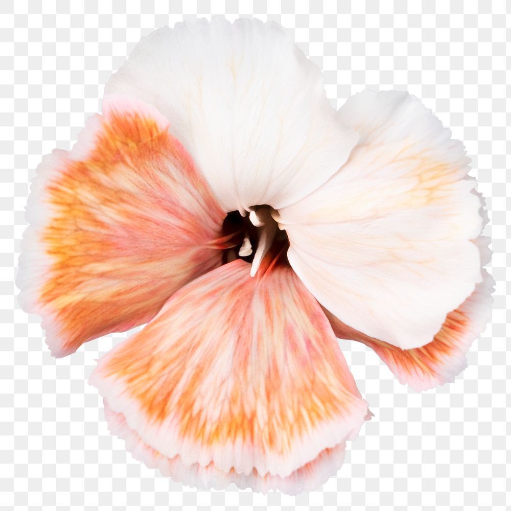 PNG white dianthus flower sticker