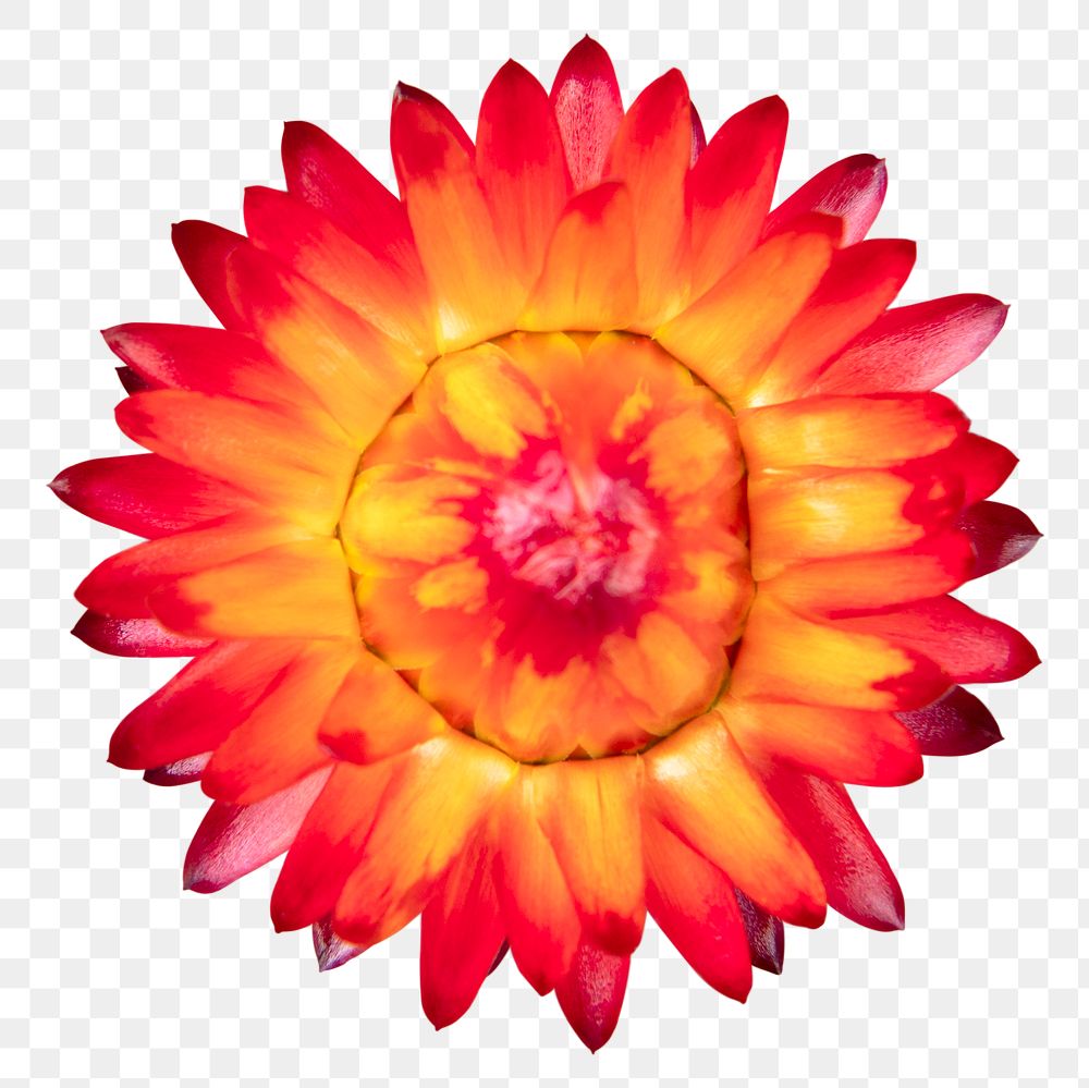 PNG red everlasting flower sticker