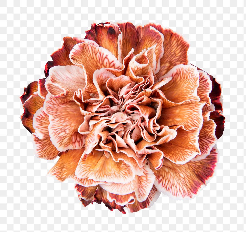 Orange carnation png flower sticker