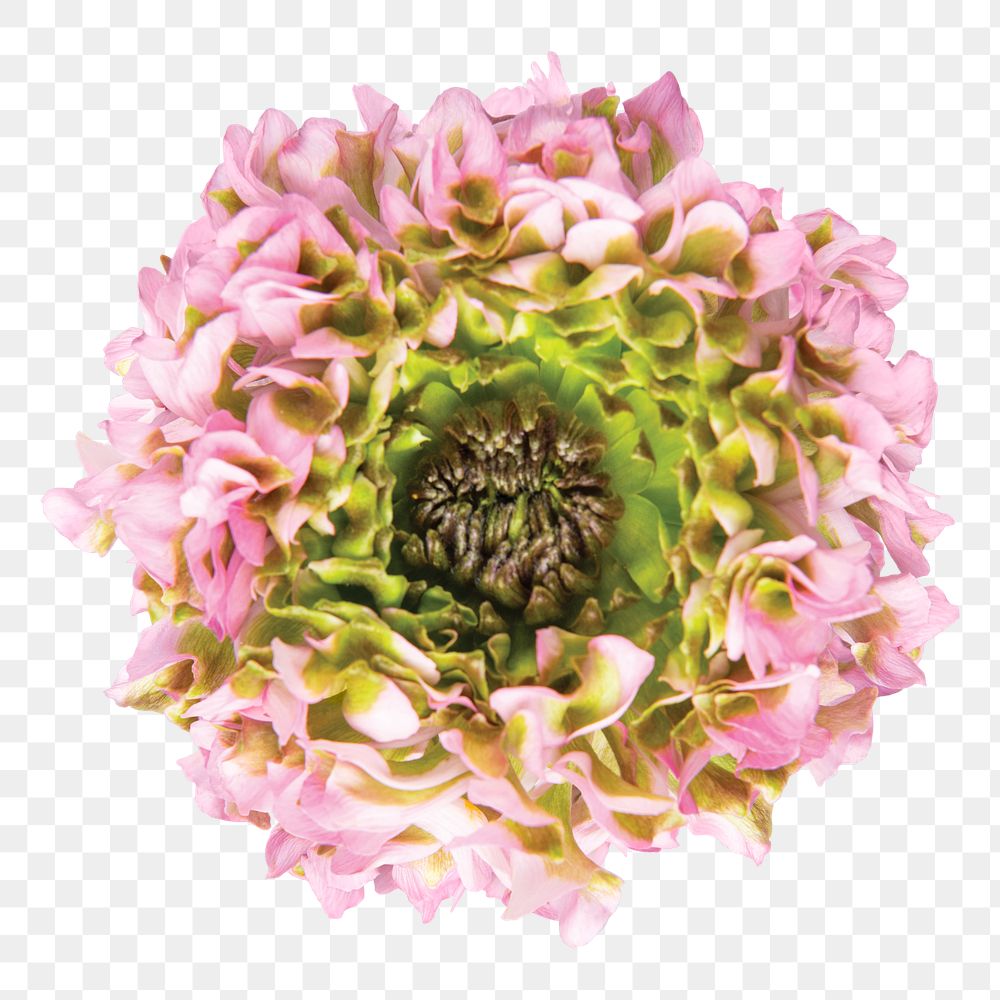 PNG pink hydrangea flower sticker
