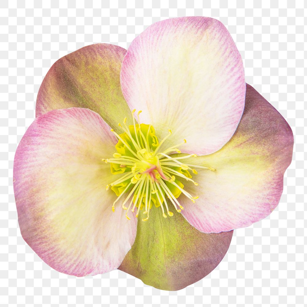 PNG pink flower, hellebore sticker