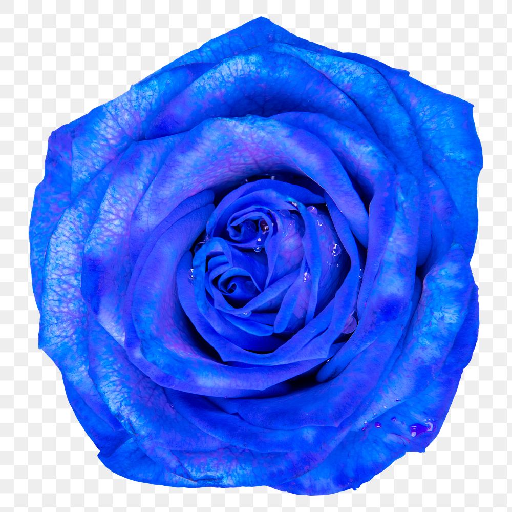 PNG blue rose, flower sticker