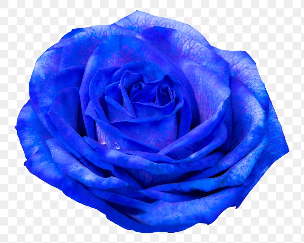 Blue rose png, flower sticker