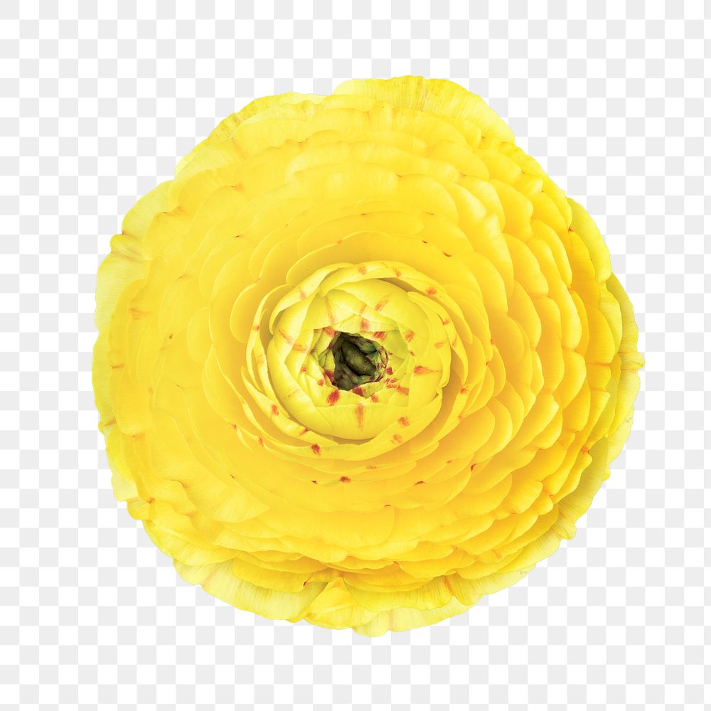 PNG yellow ranunculus, flower sticker