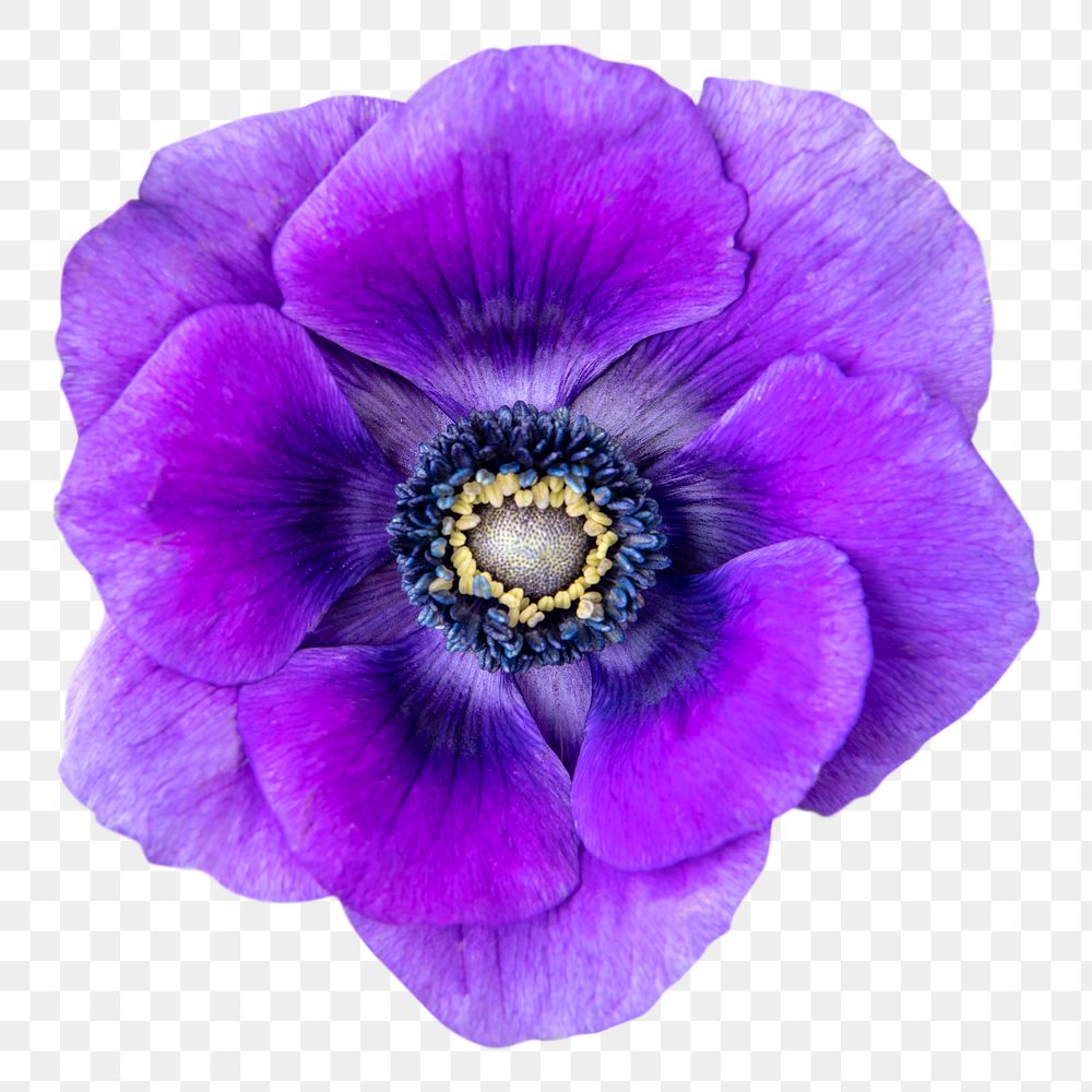 PNG purple anemone flower sticker