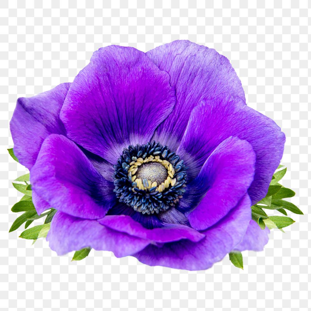 Purple anemone png flower sticker