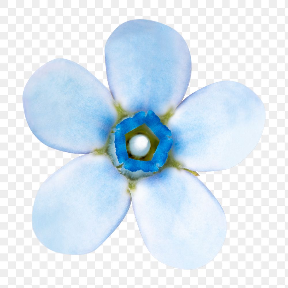 PNG forget me not flower, macro shot, collage element