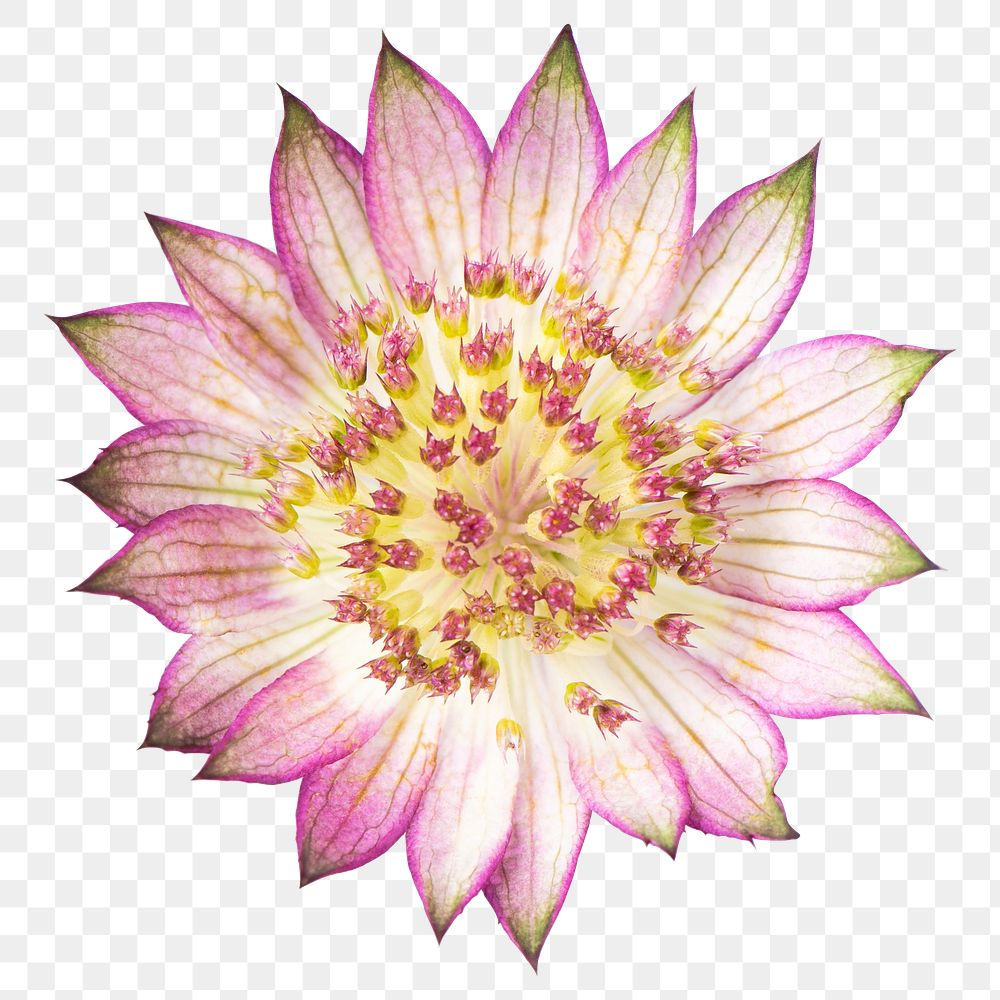 PNG pink masterwort flower sticker