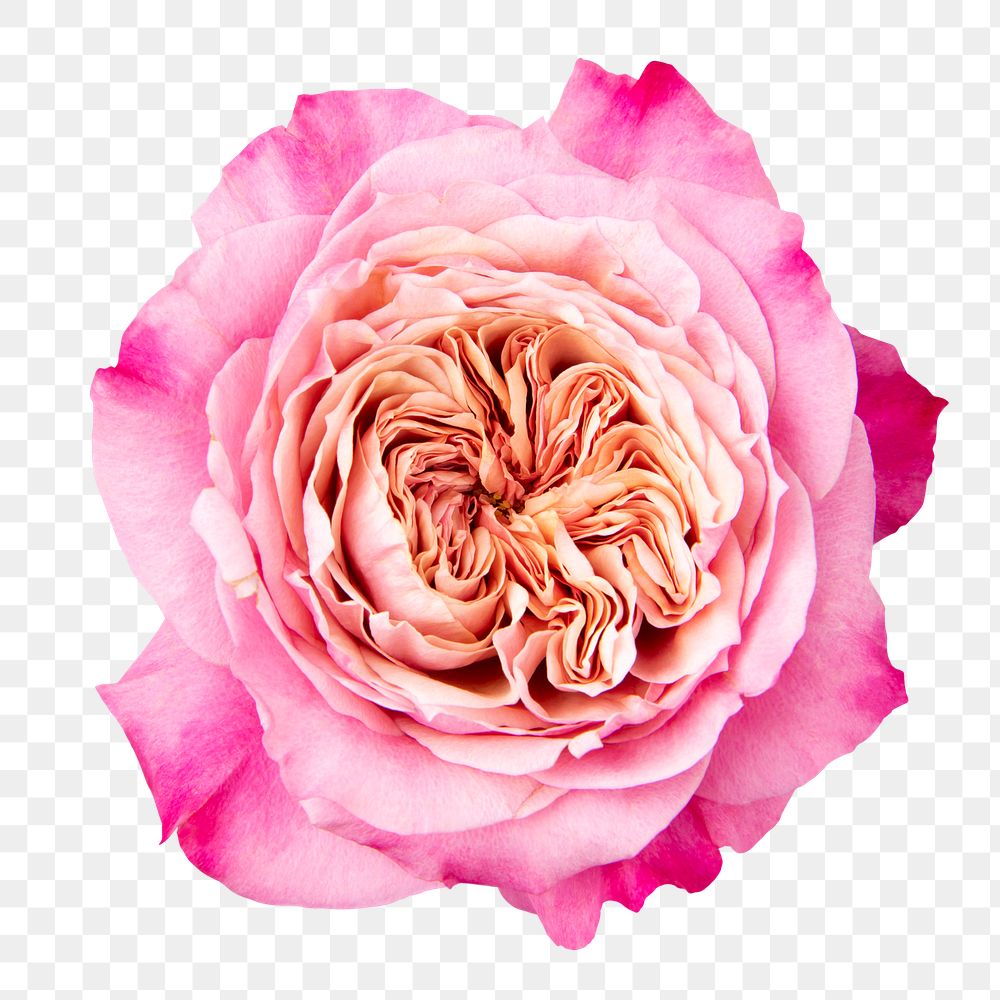 Pink cabbage rose png flower sticker