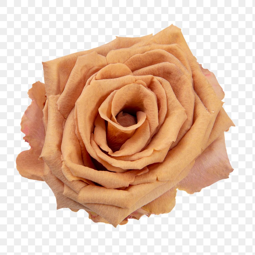 PNG orange rose, flower sticker