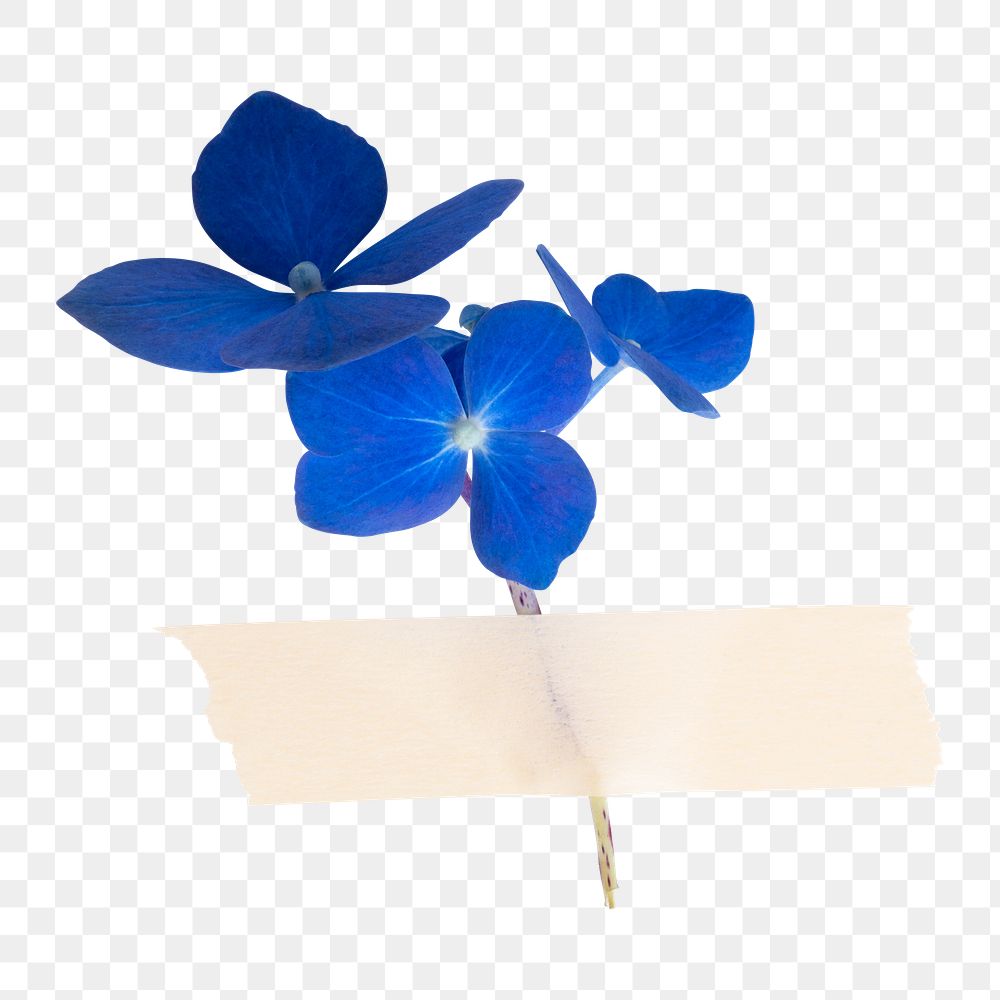 Blue hydrangea png, paper tape, collage element