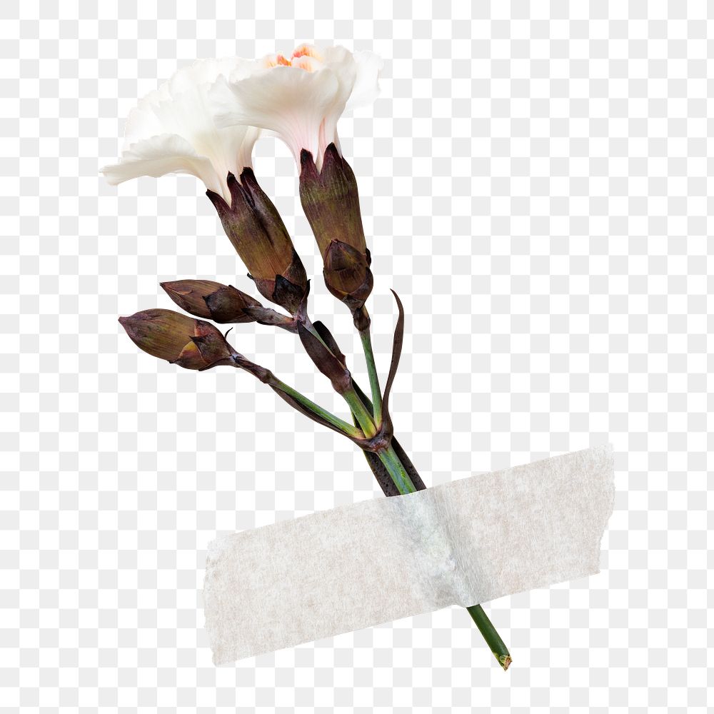 White dianthus flower png, collage element