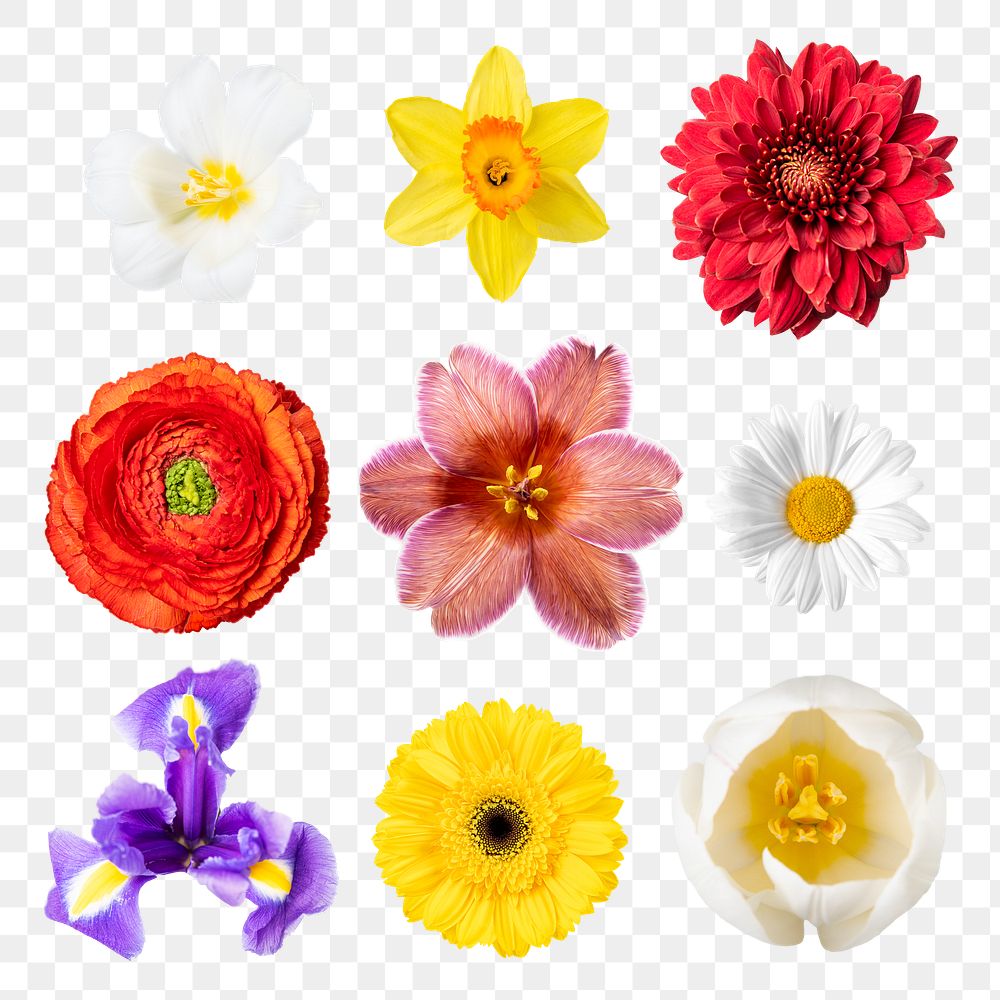 Spring flowers png sticker, collage element