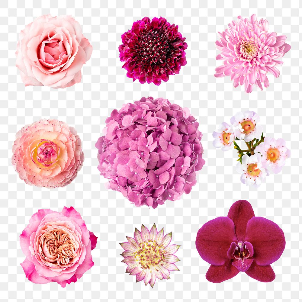 Pink flowers png sticker, collage element set