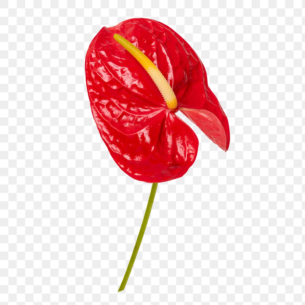 Red anthurium png leaf flower, botanical image on transparent background