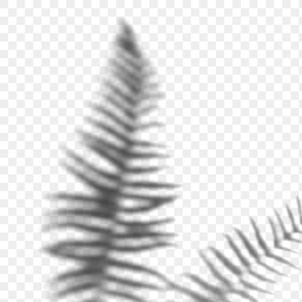 Fern leaves shadow design element