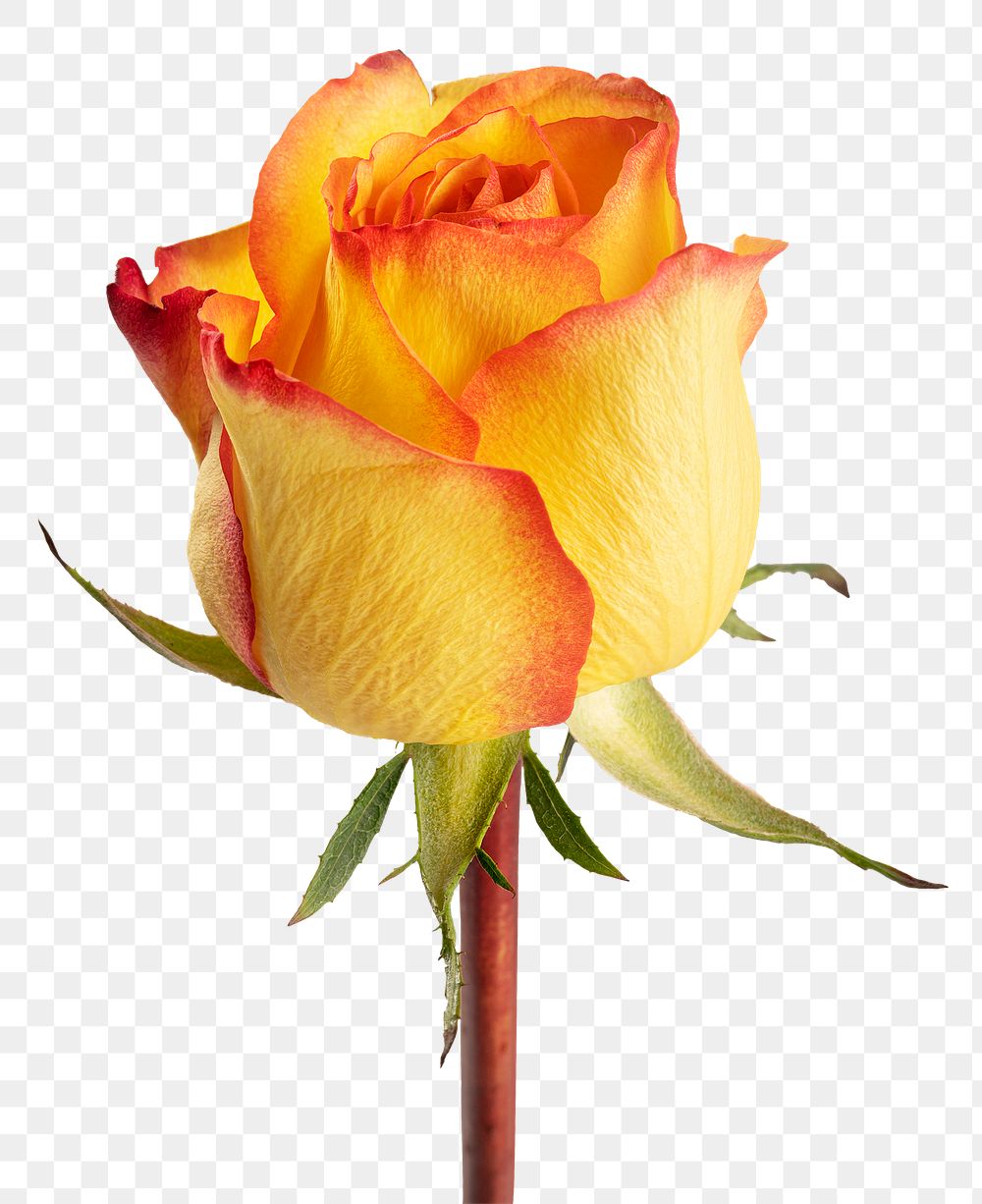 Yellow rose flower transparent png