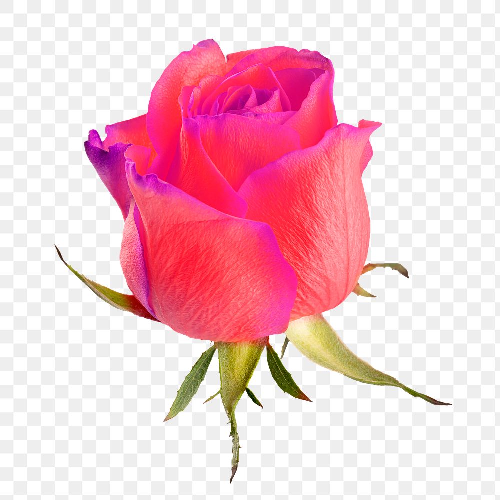 Bright pink rose flower transparent png